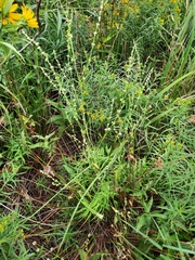 Polygonum ramosissimum
