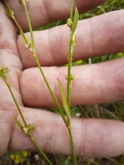 Polygonum ramosissimum