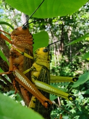 Tropidacris cristata