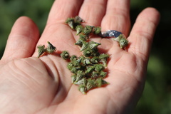 Agrimonia striata