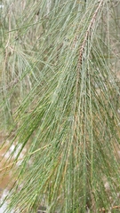 Allocasuarina