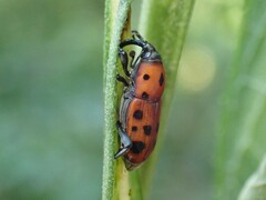Rhodobaenus tredecimpunctatus