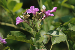 Fridericia