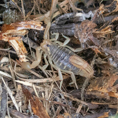 Paravaejovis spinigerus