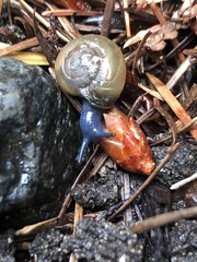 Oxychilus draparnaudi