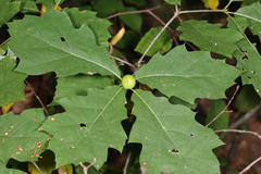Amphibolips