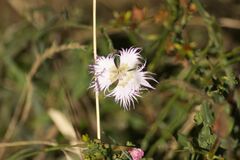 Dianthus hyssopifolius