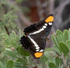 Adelpha eulalia