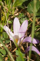 Colchicum montanum