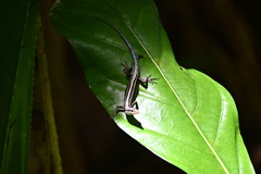 Emoia caeruleocauda