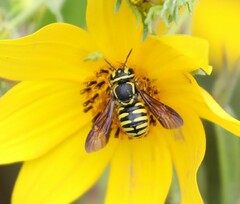 Paranthidium jugatorium