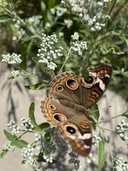 Junonia coenia