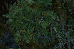 Saxifraga paniculata