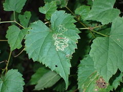 Phyllocnistis