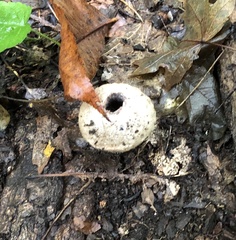 Lycoperdaceae