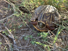 Terrapene ornata