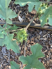 Datura quercifolia