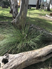 Xanthorrhoea minor lutea