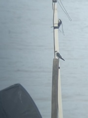 Tachycineta albilinea