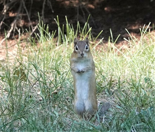 Eastern Chipmunk photographed in Connecticut