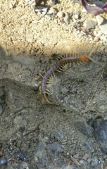 Cormocephalus