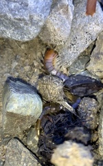 Cormocephalus