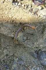 Cormocephalus