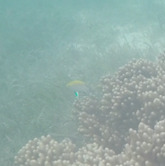 Neoglyphidodon melas