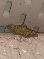 Diacme elealis