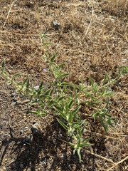 Trichostema lanceolatum
