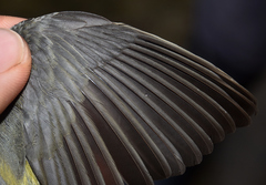 Cardellina canadensis