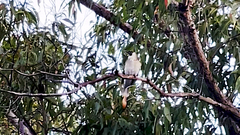 Philemon corniculatus