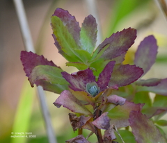 Hylotelephium telephium