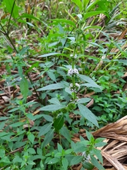 Mentha arvensis