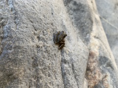 Pseudacris cadaverina