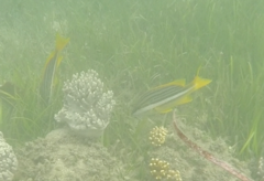 Lutjanus carponotatus