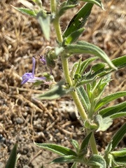 Trichostema lanceolatum