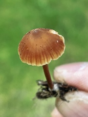 Macrocystidia