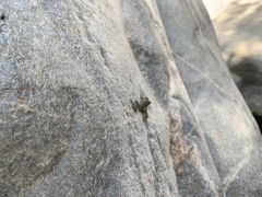 Pseudacris cadaverina