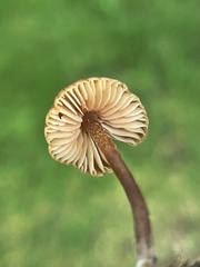 Macrocystidia