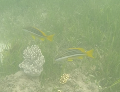 Lutjanus carponotatus