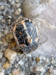 Bagrada hilaris