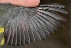 Cardellina canadensis