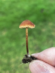 Macrocystidia