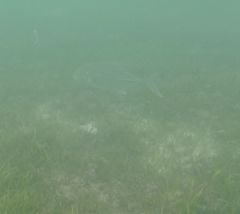 Caranx papuensis