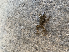 Pseudacris cadaverina