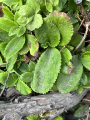 Leptarrhena pyrolifolia