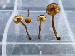 Macrocystidia