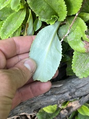 Leptarrhena pyrolifolia