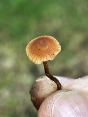 Macrocystidia
